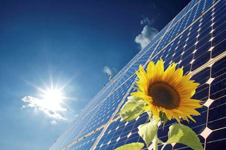 girasole
